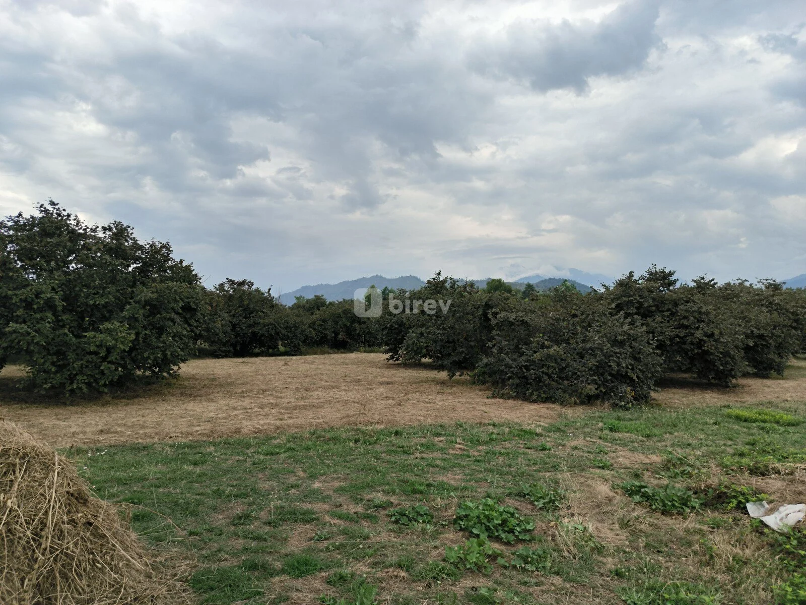 250 sot torpaq, Bum, Qəbələ Rayonu Bum Qəsəbəsi, Qəbələ rayonu — şəkil 2