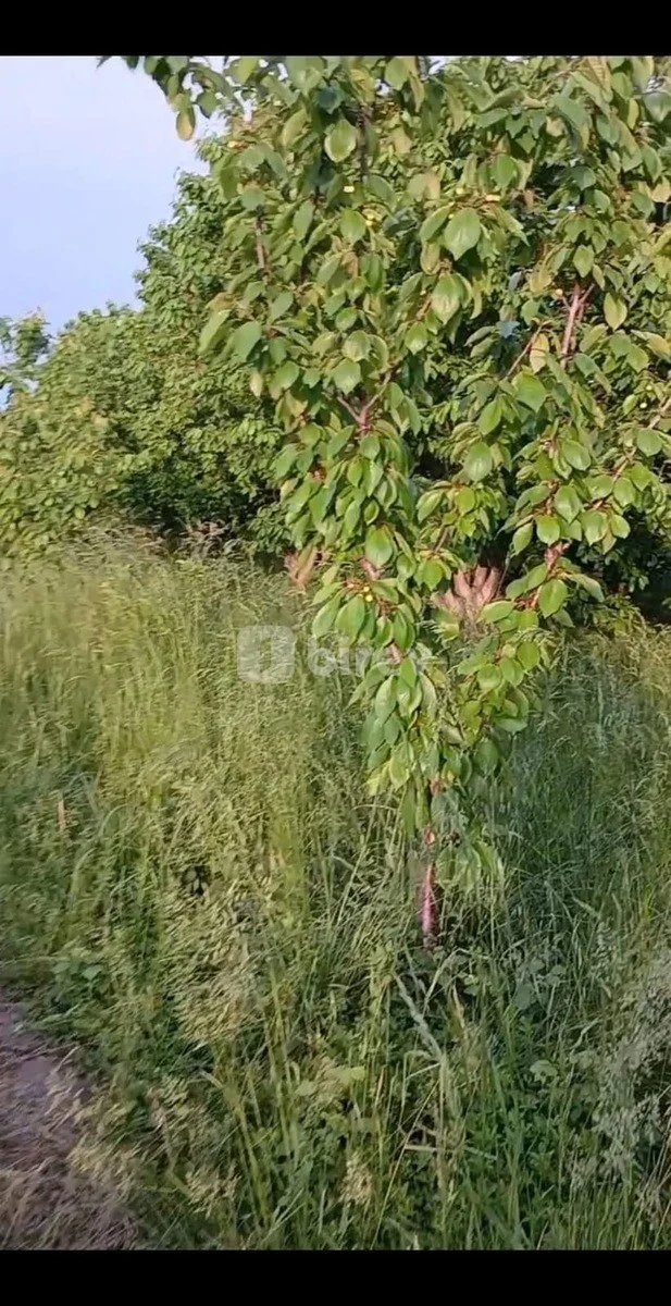 213 sot torpaq, Quba rayonu, Quba rayonu — şəkil 4