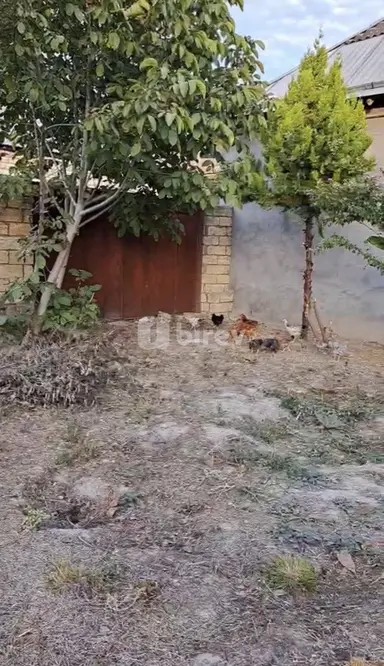 6 sot torpaq, Şəki şəhəri, Şəki ş.
