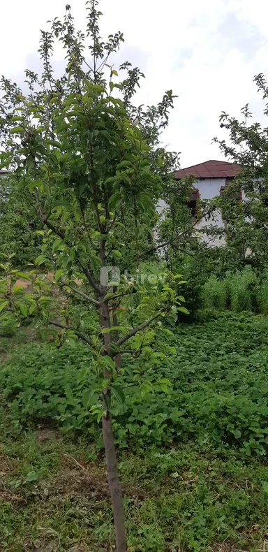 4 otaqlı həyət evi, Qusar rayonu, Qusar r.