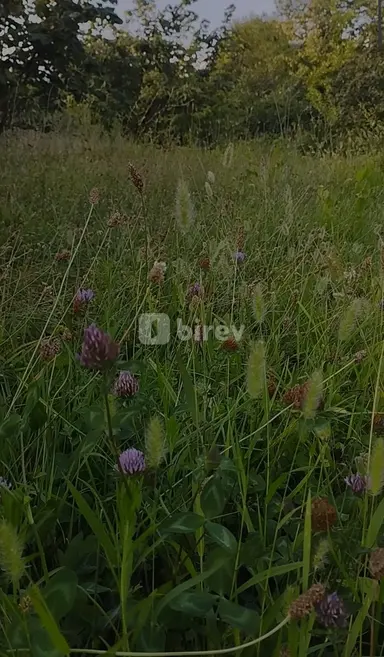 10 sot torpaq, Qəbələ rayonu, Qəbələ r.