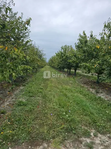 1200 sot torpaq, Oğuz rayonu, Oğuz r.