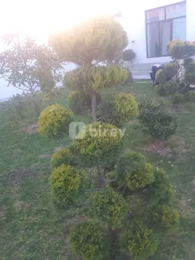 Bağban — iş nümunəsi 13
