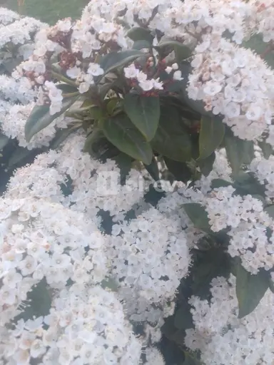 Bağban — iş nümunəsi 14