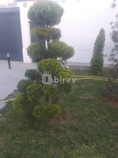 Bağban — iş nümunəsi 18