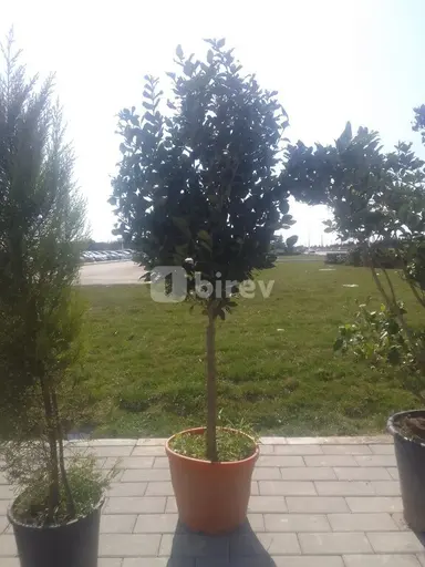 Bağban — iş nümunəsi 20