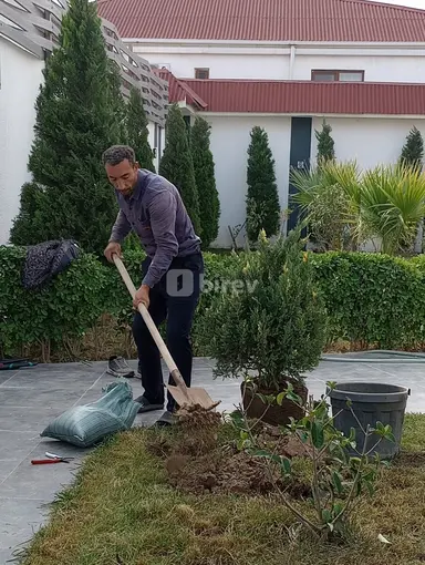 Bağban — iş nümunəsi 1
