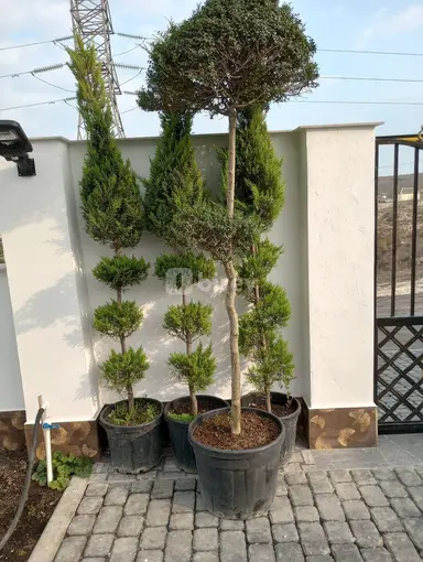 Bağban — iş nümunəsi 2